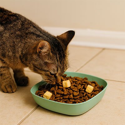Gamelles chat
