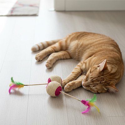 Balle chat | Interactive - Miaouland