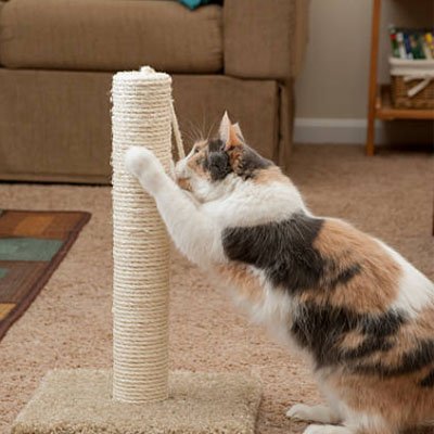 Corde arbre à chat | Félin Grimpe - Miaouland