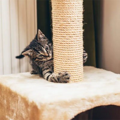 Corde arbre à chat | Félin Grimpe - Miaouland