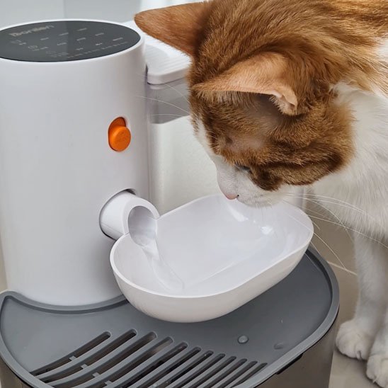 Fontaine a eau chat | SilenceFlow - Miaouland