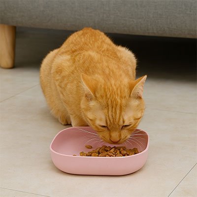 Gamelles chat | Design - Miaouland