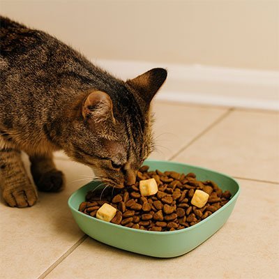 Gamelles chat | Design - Miaouland