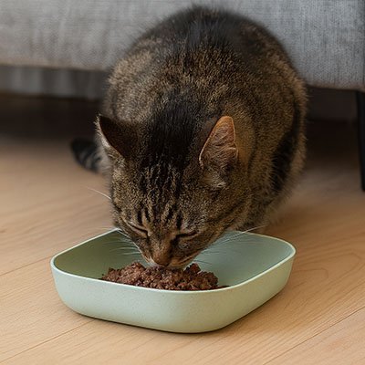 Gamelles chat | Design - Miaouland