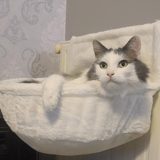Hamac pour Chat | Cosy Comfort - Miaouland