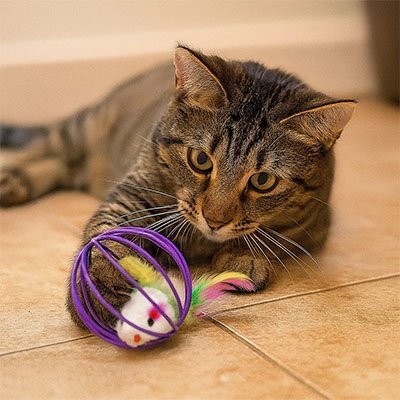 Jouet pour Chat | Stimulinks - Miaouland